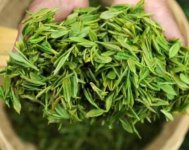 茶樹產(chǎn)量高嗎？一畝產(chǎn)多少斤？