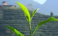 客田鎮(zhèn)：茶樹吐新芽，茶農(nóng)喜增收